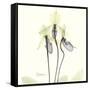Soft Yellow Orchids-Albert Koetsier-Framed Stretched Canvas