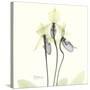 Soft Yellow Orchids-Albert Koetsier-Stretched Canvas