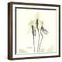 Soft Yellow Orchids-Albert Koetsier-Framed Art Print