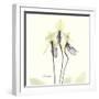 Soft Yellow Orchids-Albert Koetsier-Framed Art Print