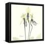 Soft Yellow Orchids-Albert Koetsier-Framed Stretched Canvas