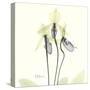 Soft Yellow Orchids-Albert Koetsier-Stretched Canvas