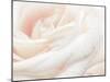 Softest Flower Beauty 1-null-Mounted Photographic Print