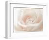 Softest Flower Beauty 3-null-Framed Photographic Print