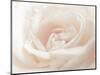 Softest Flower Beauty 3-null-Mounted Photographic Print