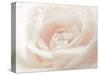 Softest Flower Beauty 3-null-Stretched Canvas