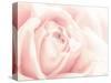 Softest Flower Beauty 4-null-Stretched Canvas