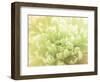 Softest Flower Beauty 5-null-Framed Photographic Print