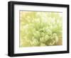 Softest Flower Beauty 5-null-Framed Photographic Print