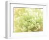 Softest Flower Beauty 5-null-Framed Photographic Print