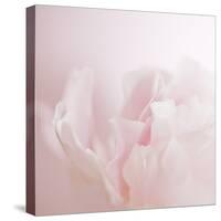 Softly Pink-Doug Chinnery-Stretched Canvas