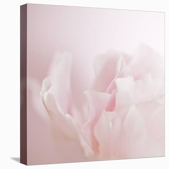 Softly Pink-Doug Chinnery-Stretched Canvas