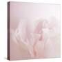 Softly Pink-Doug Chinnery-Stretched Canvas