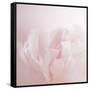 Softly Pink-Doug Chinnery-Framed Stretched Canvas