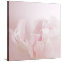 Softly Pink-Doug Chinnery-Stretched Canvas