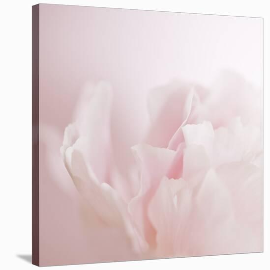 Softly Pink-Doug Chinnery-Stretched Canvas