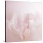 Softly Pink-Doug Chinnery-Stretched Canvas