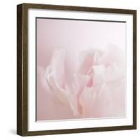 Softly Pink-Doug Chinnery-Framed Photographic Print