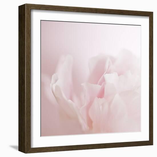 Softly Pink-Doug Chinnery-Framed Photographic Print