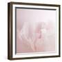 Softly Pink-Doug Chinnery-Framed Photographic Print