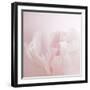 Softly Pink-Doug Chinnery-Framed Photographic Print