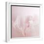 Softly Pink-Doug Chinnery-Framed Photographic Print