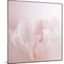 Softly Pink-Doug Chinnery-Mounted Photographic Print