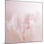 Softly Pink-Doug Chinnery-Mounted Photographic Print