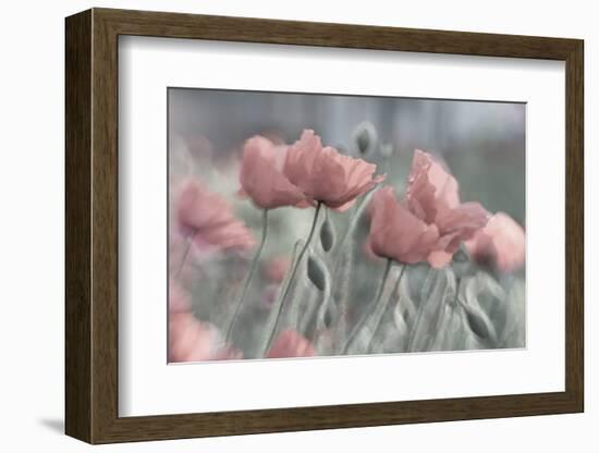 Softly-Anne Worner-Framed Photographic Print