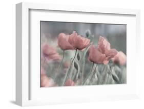 Softly-Anne Worner-Framed Photographic Print