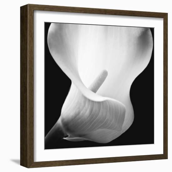 Softness I-Assaf Frank-Framed Art Print