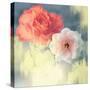 Softness-Andrew Michaels-Stretched Canvas