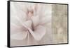 Softness-Andrew Michaels-Framed Stretched Canvas