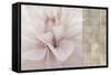 Softness-Andrew Michaels-Framed Stretched Canvas