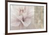 Softness-Andrew Michaels-Framed Premium Giclee Print