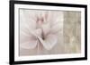 Softness-Andrew Michaels-Framed Art Print