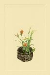 Spiraea Thumbergu and Water Lily-Sofu Teshigahara-Art Print