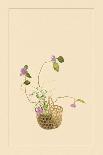 Hydrangea and Daisy-Sofu Teshigahara-Art Print