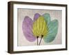 SoHo Orchid 1-Albert Koetsier-Framed Art Print