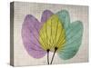 SoHo Orchid 1-Albert Koetsier-Stretched Canvas