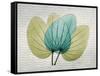 SoHo Orchid 3-Albert Koetsier-Framed Stretched Canvas