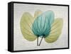 SoHo Orchid 3-Albert Koetsier-Framed Stretched Canvas