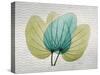 SoHo Orchid 3-Albert Koetsier-Stretched Canvas