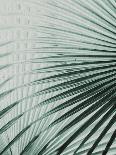 Tropic Tree-SOIL-Photographic Print