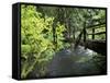 Sol Duc Creek in Old-Growth Rainforest, Olympic National Park, Washington, USA-Stuart Westmoreland-Framed Stretched Canvas