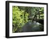 Sol Duc Creek in Old-Growth Rainforest, Olympic National Park, Washington, USA-Stuart Westmoreland-Framed Premium Photographic Print