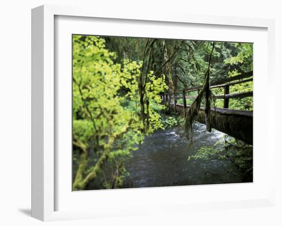 Sol Duc Creek in Old-Growth Rainforest, Olympic National Park, Washington, USA-Stuart Westmoreland-Framed Premium Photographic Print