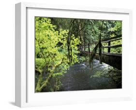 Sol Duc Creek in Old-Growth Rainforest, Olympic National Park, Washington, USA-Stuart Westmoreland-Framed Premium Photographic Print