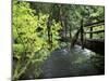 Sol Duc Creek in Old-Growth Rainforest, Olympic National Park, Washington, USA-Stuart Westmoreland-Mounted Premium Photographic Print