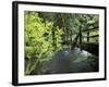 Sol Duc Creek in Old-Growth Rainforest, Olympic National Park, Washington, USA-Stuart Westmoreland-Framed Photographic Print